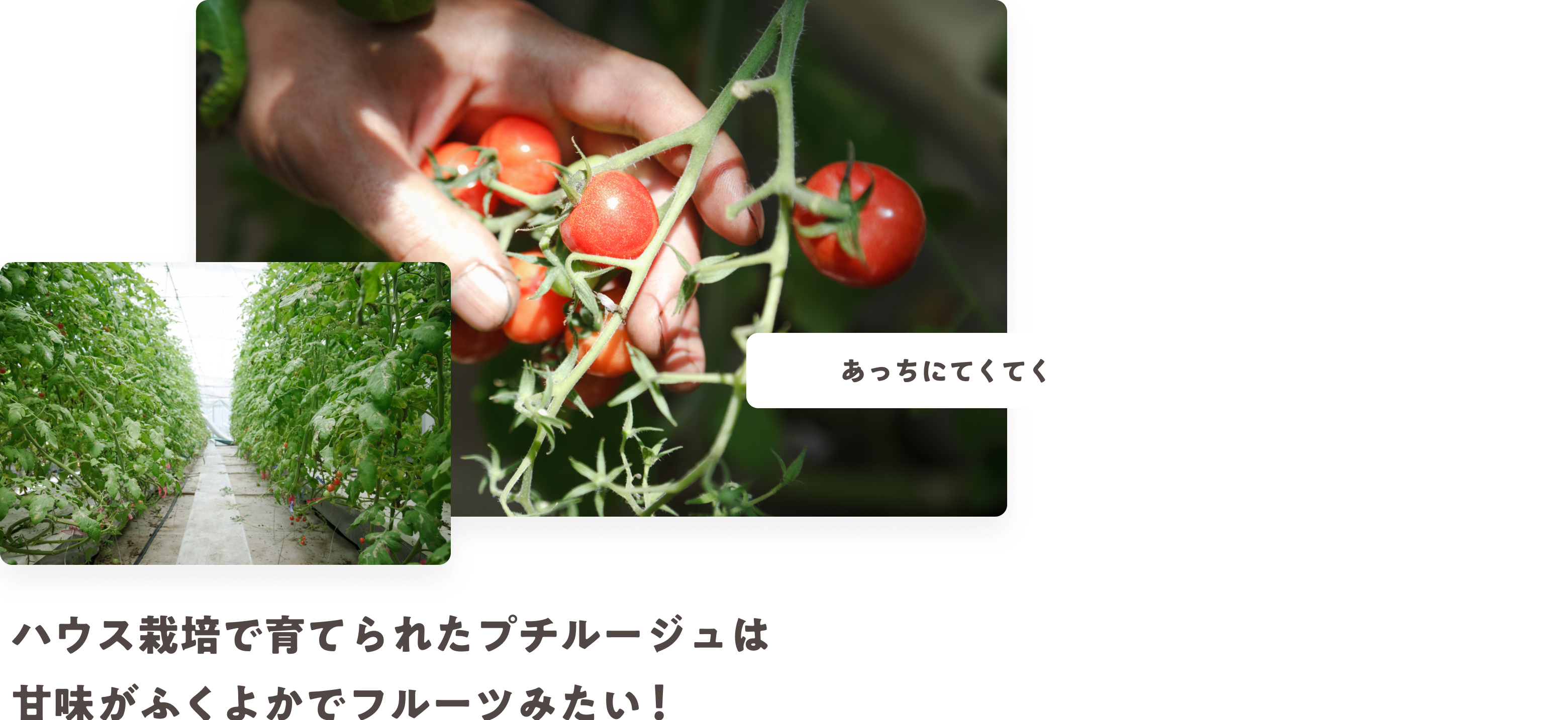 ハウス栽培で育てられたプチルージュは甘味がふくよかでフルーツみたい！