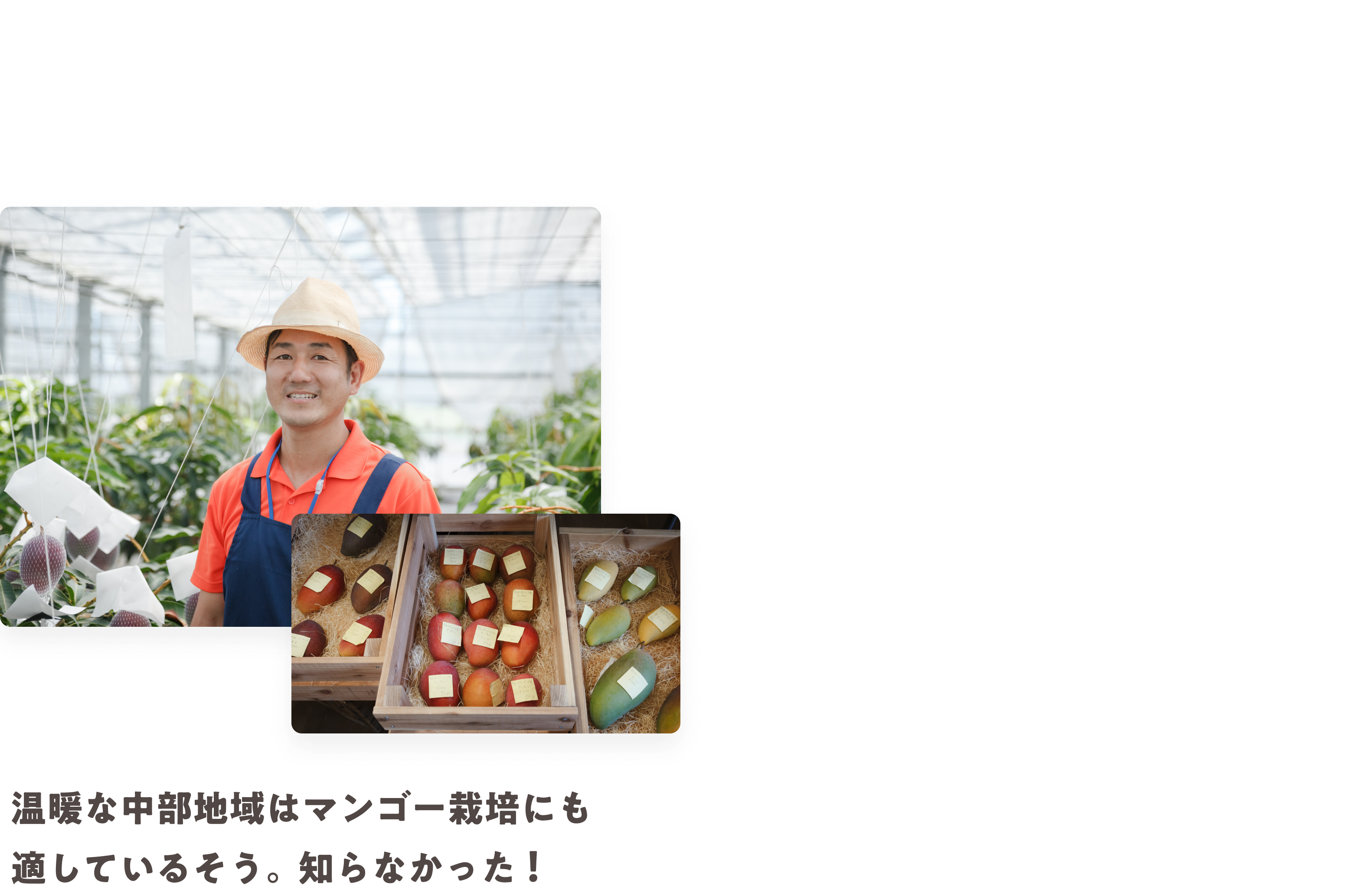 温暖な中部地域はマンゴー栽培にも適しているそう。知らなかった！