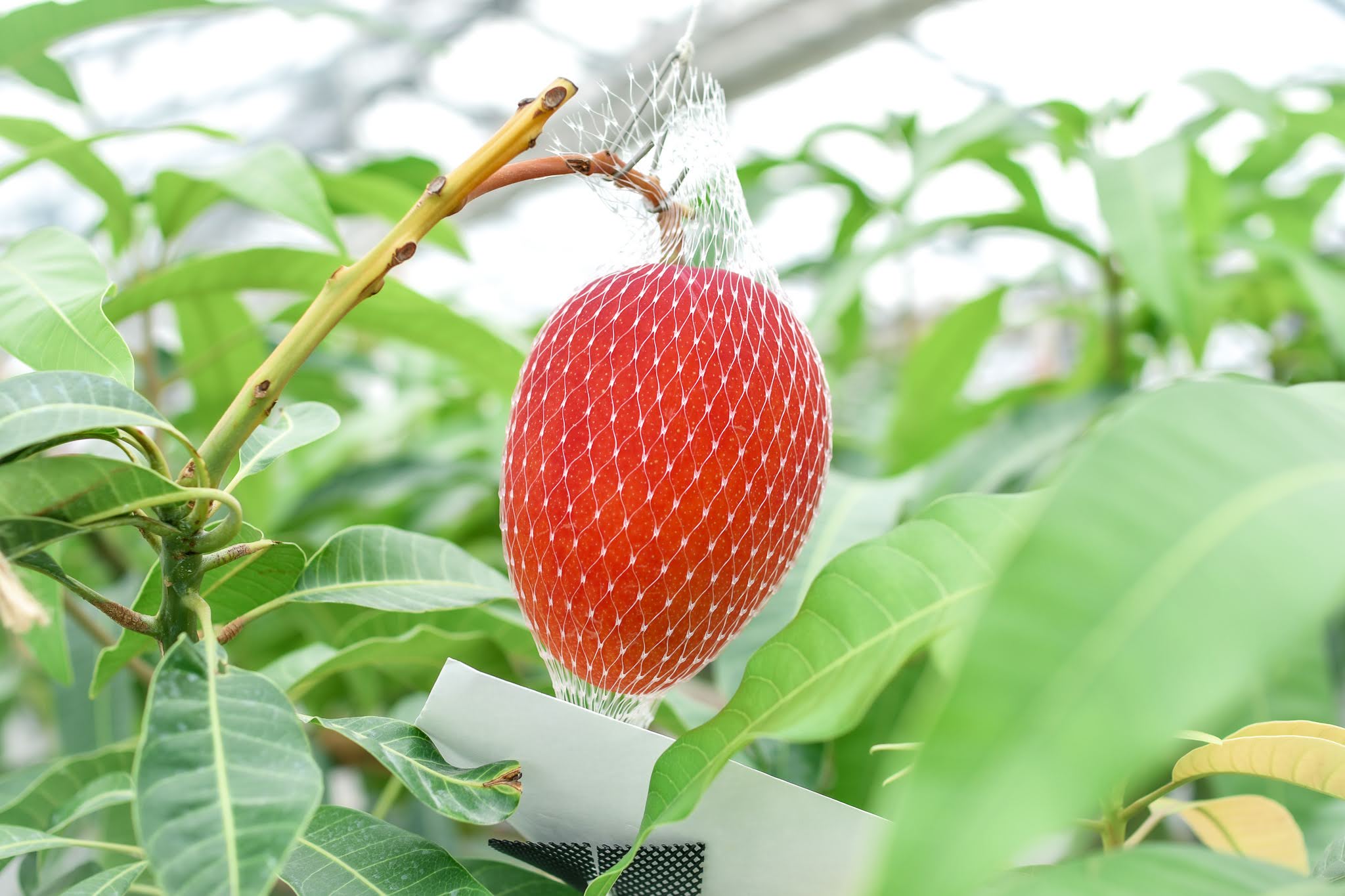 ▽開催終了▽ 7/31 夏だ、完熟マンゴーだ！静岡県藤枝市の農家さんと