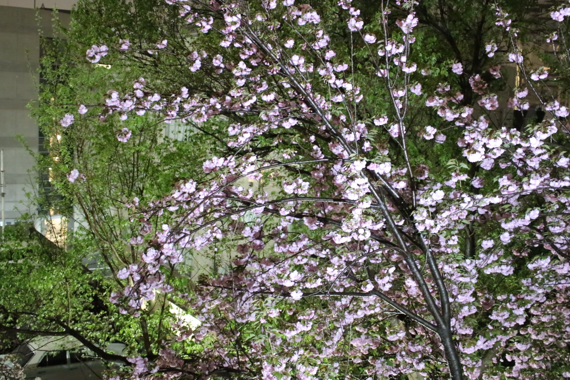 Masamoto さんの ゆっくり、ほっこりお愉しみいただける和食中心のメニューでおもてなし(^^