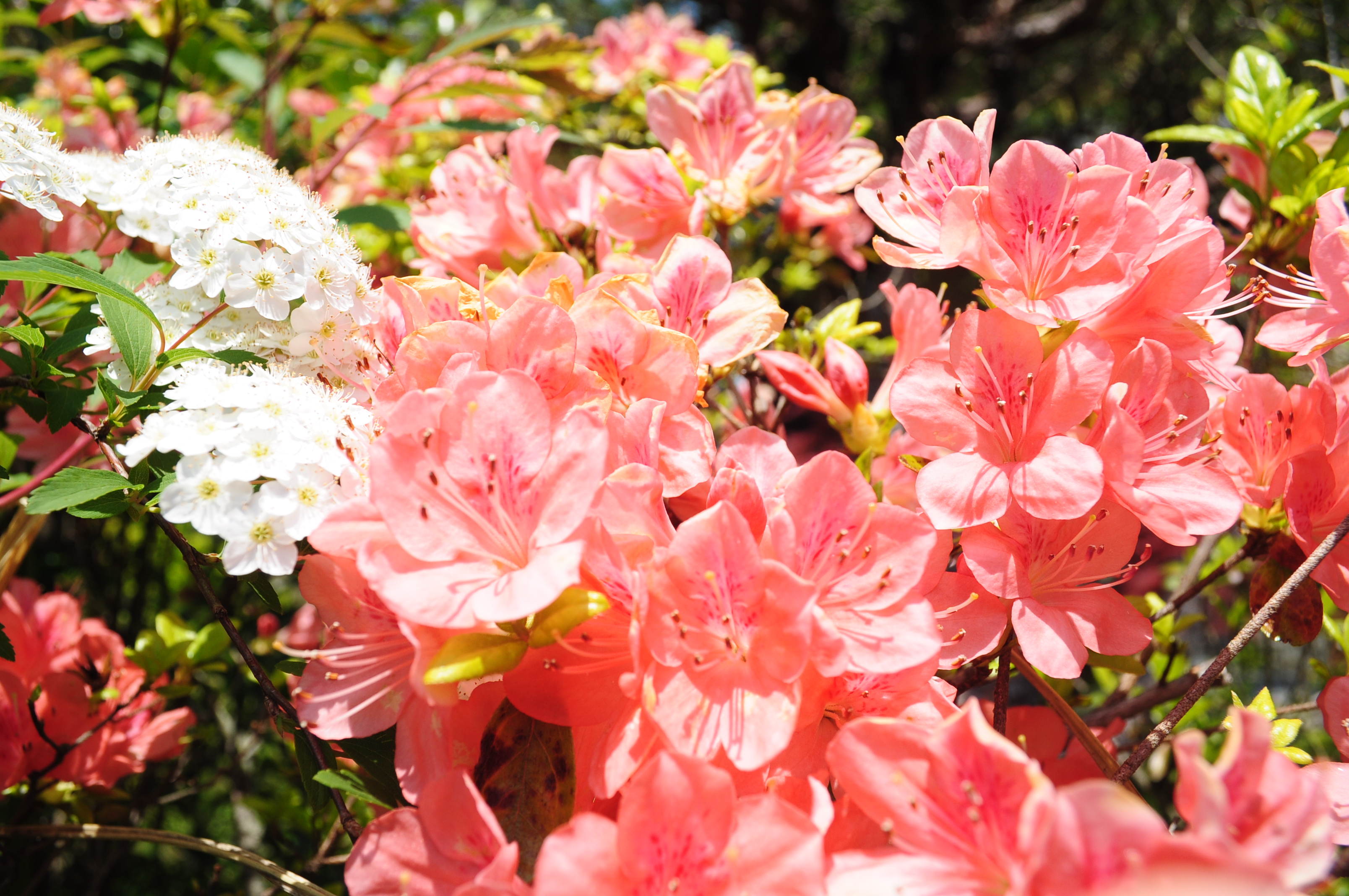 kaori さんの 美味しい自然栽培野菜ビーガンフード