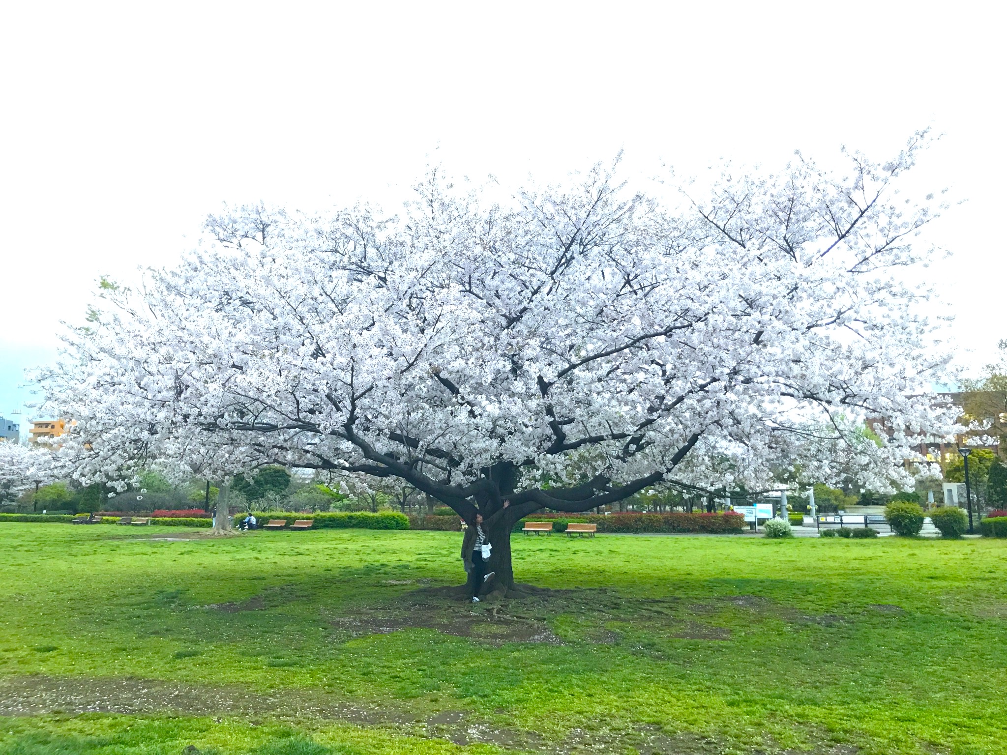美佳 さんの 🎃チバベジ🎃ハロウィン👻モッタイナイオバケからの招待状👻世にも奇妙な晩餐会被災野菜食べて農家さんの助けになろう@モテアマス三軒