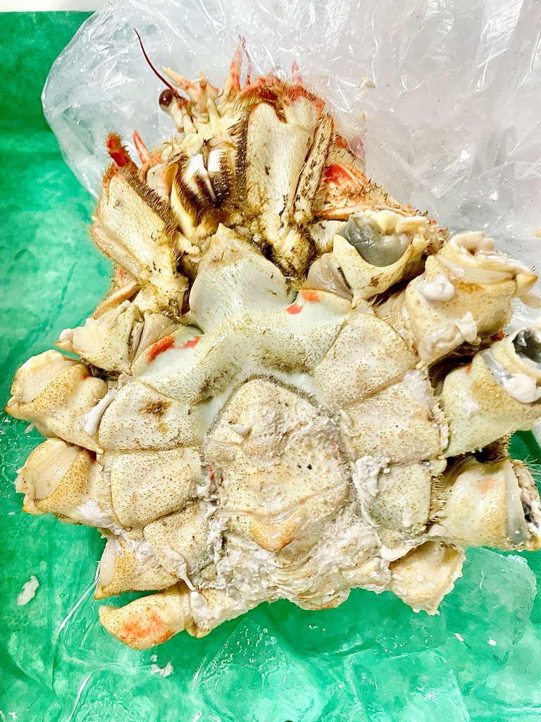 南伊豆町×JTB さんの 【人気につき追加開催】 南伊豆町から届く伊勢海老をさばいて、お刺身とお味噌汁を楽しもう＜1/10(日)〆切＞